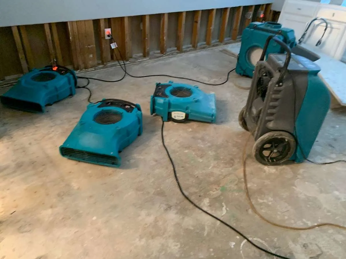 Mold Remediation & Removal in Gonzales, LA